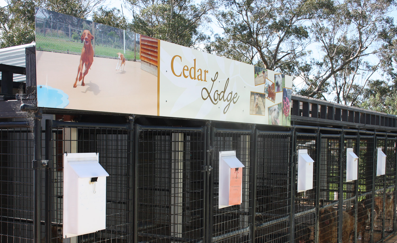 Dogs Country Club Signage | Alicia Whetton